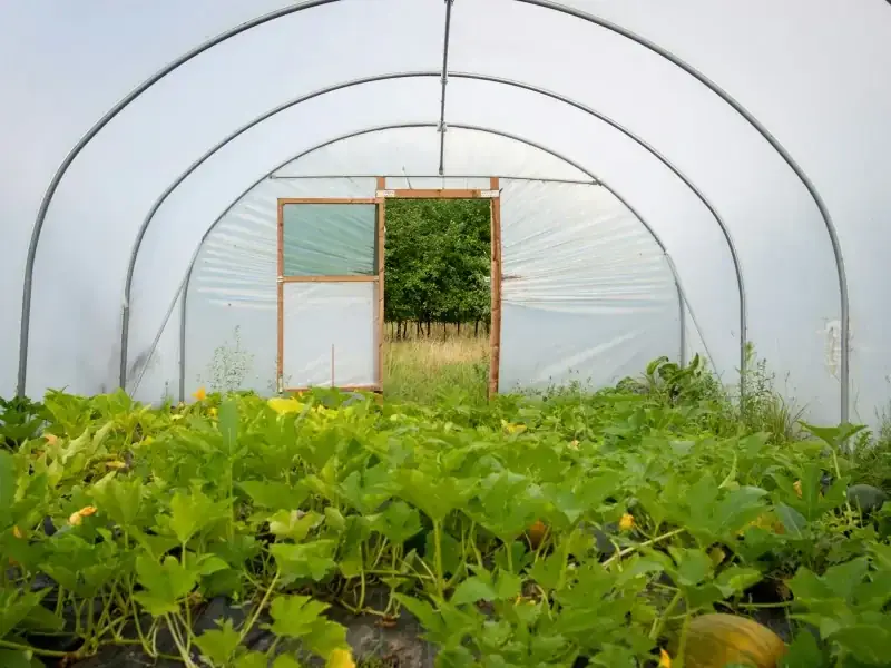 Rows of young plants growing inside an Agrofid greenhouse